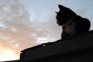 Kitty Face enjoying the sunset