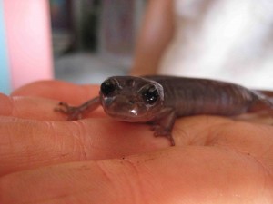 Our cute little friend