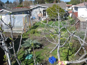 Our beautiful Garden!