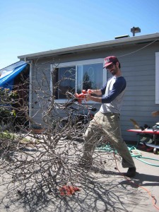 Burnsie trying to cut up our dead tree