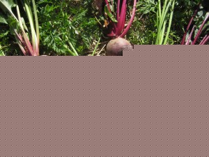 Beets and Carrots from the Greenhouse