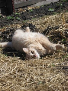Little Lola in the straw