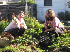 Erin and Jill harvesting strawberries in late November. YUM!!