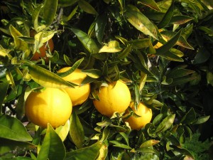 The orange tree is still fruiting - and those oranges are Taaaaaaasty!!