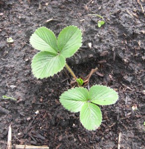 Strawberries that we planted in the fall are starting to come up