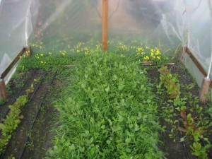 The greenhouse is bumping with beans, salad greens, carrots and radishes
