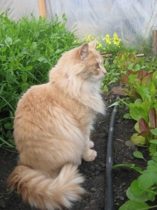 Little Lola loves to play in the greenhouse