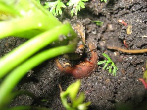 Carrots are almost ready for eating