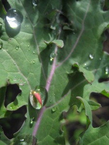Flower petal dancing inside a raindrop