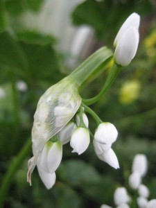 coolest flowers ever.