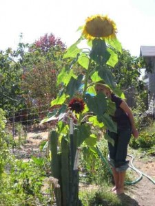 giant sunflowers Mason standing under a giant sunflower from the fall